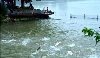 山鸡鱼群爆料视频,揭秘水下生态奇观  第2张